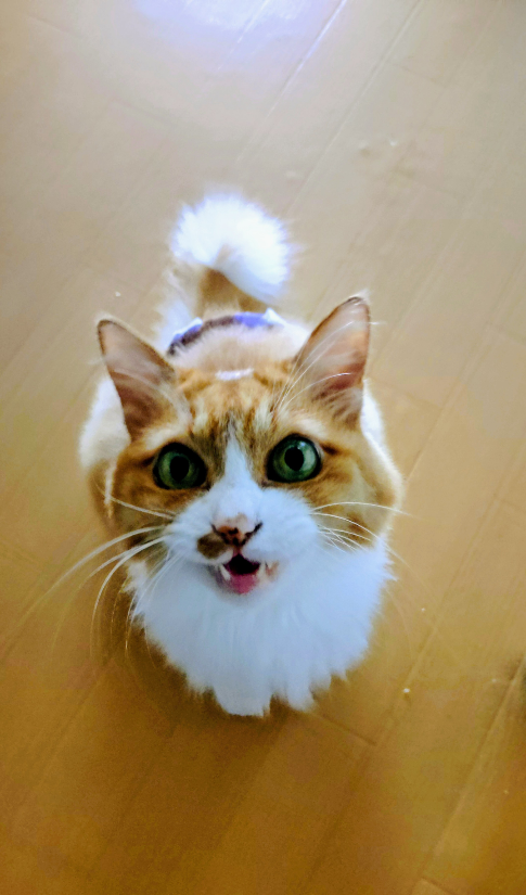 コメントの添付画像