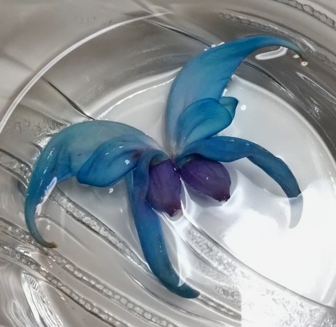 コメントの添付画像