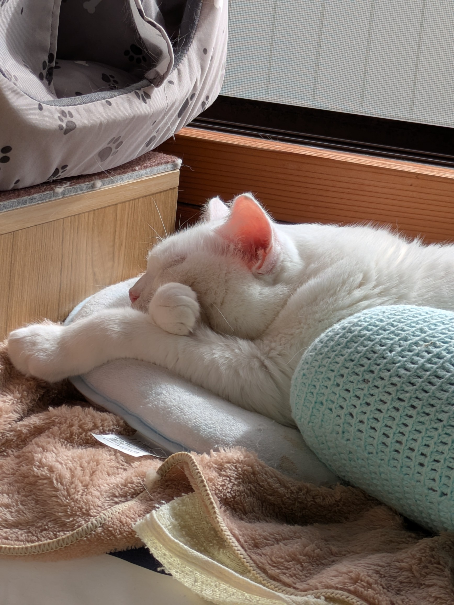 コメントの添付画像